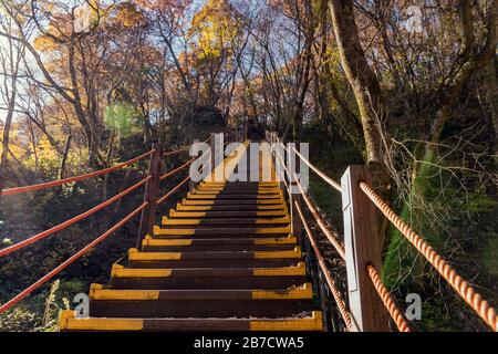 Wandern Seongpanak Waldtreppe hoch auf dem Hallasanberg auf der Insel Jeju im Herbst. Stockfoto