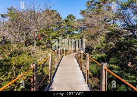 Boardwalk durch den Wald. Guter Weg für sicheres Wandern am Sonnentag. Stockfoto