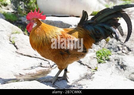 Hahn auf einem Bewässerungsloch Stockfoto