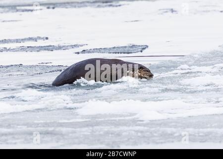 North American River Otter, Lontra Canadensis, Klettern auf Eisschollen am Strand in Trinity, Neufundland, Kanada Stockfoto