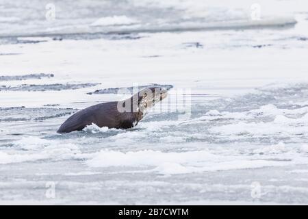 North American River Otter, Lontra Canadensis, Klettern auf Eisschollen am Strand in Trinity, Neufundland, Kanada Stockfoto