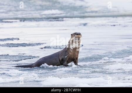 North American River Otter, Lontra Canadensis, Klettern auf Eisschollen am Strand in Trinity, Neufundland, Kanada Stockfoto