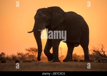 Ein dramatisches Porträt mit Hintergrundbeleuchtung eines Elefanten, der mit goldenem Sonnenuntergang im Hintergrund läuft, aufgenommen in der Madikwe Game Reserve, Südafrika. Stockfoto