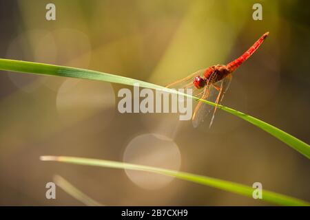 Eine schöne rote Libelle, die auf einem grünen Blatt sitzt und bei Sonnenuntergang fotografiert wird. Stockfoto