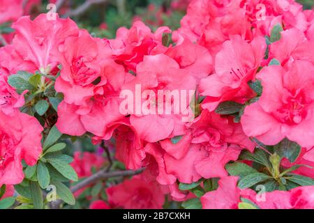 azalea blüht, rot. Blühende violette Azaleen im Wintergarten. Horizontales Nahbild von Rhodendron. Jahreszeit der blühenden Azaleen. Stockfoto