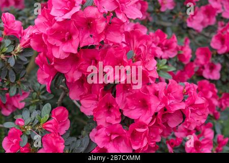 azalea blüht, rot. Blühende violette Azaleen im Wintergarten. Horizontales Nahbild von Rhodendron. Jahreszeit der blühenden Azaleen. Stockfoto