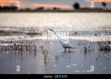 Ein wunderschönes Foto des Sonnenuntergangs von der weißen Egret, die auf ihrer Beute im Chobe River, Botswana, Jagd machte. Die untergehende Sonne erhellt den Himmel im Hintergrund Stockfoto