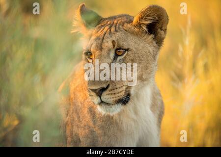 Diese Nahaufnahme einer Löwin wurde bei Sonnenaufgang im Etosha-Nationalpark, Namibia, fotografiert Stockfoto