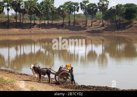 Wasserversorgung, Land zwischen Nyaung U und Popa Mountain, Mandalay Region, Myanmar, Asien Stockfoto