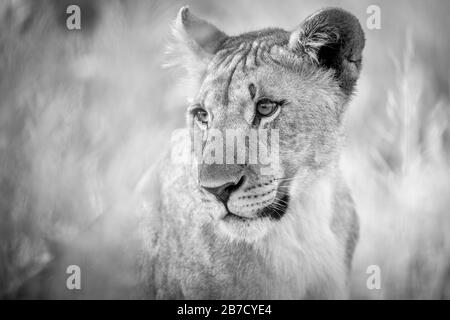 Diese Schwarzweiß-Nahaufnahme einer Löwin wurde bei Sonnenaufgang im Etosha-Nationalpark, in Namibia, fotografiert Stockfoto