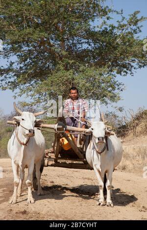 Wassertransport, Land zwischen Nyaung U und Popa Mountain, Mandalay Region, Myanmar, Asien Stockfoto