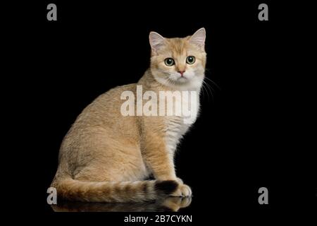 Britische Katze mit rotem Pelz auf isoliertem schwarzem Hintergrund, Seitenansicht Stockfoto