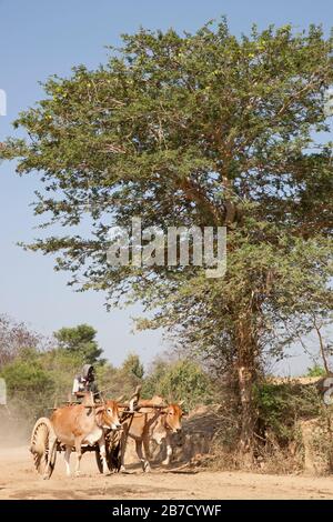 Wassertransport, Land zwischen Nyaung U und Popa Mountain, Mandalay Region, Myanmar, Asien Stockfoto