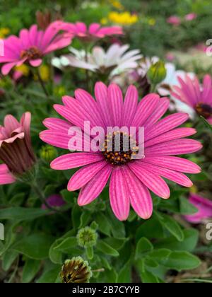 Schöne rosafarbene Blume mit grünem Hintergrund in Deutschland während der Frühlingszeit - Afrikanische Daisy - Osteospermum-Sopran Stockfoto