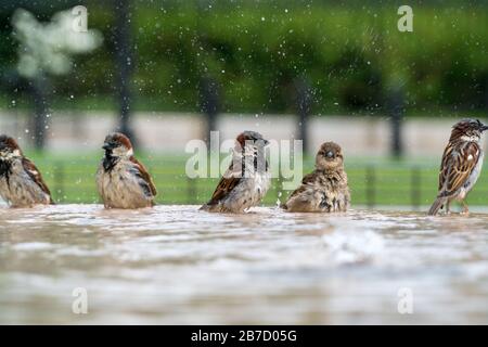 Baumsparren Passer montanus baden an einem sonnigen Tag im Frühjahr in Deutschland Stockfoto