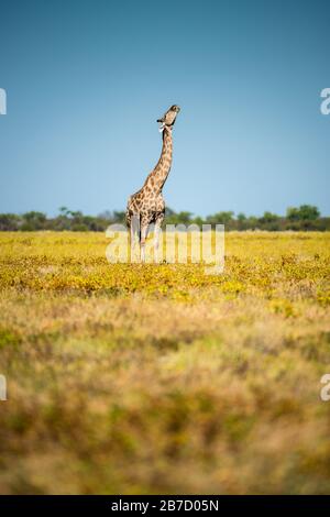 Eine Giraffe, die auf einem Knochenfragment im Etosha-Nationalpark, in Namibia, kaut Stockfoto