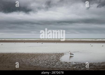 Koksijde, Belgien - 26. Februar 2020: Möwen am Strand Stockfoto