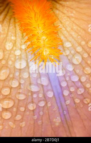 Dieser Makroschuss einer orangefarbenen Iris wurde nach einer Regendusche im Garten fotografiert. Stockfoto