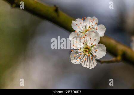 Schöne weiße Blumen des Schwarzdorns, auch prunus spinosa genannt, blühen Ende des Winters im März und April Stockfoto