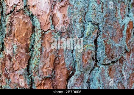 Muster aus grober Baumrinde mit grün-blauen und braunen Farben, schön als Hintergrund oder Hintergrund auf Ihrem Foto