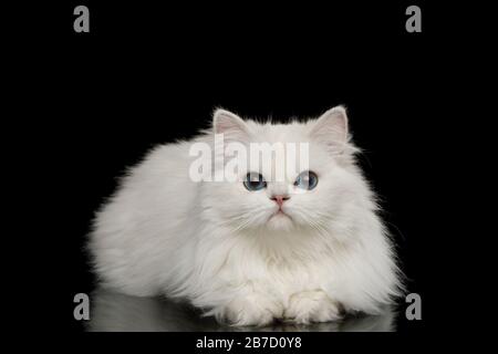 Furry British Breed Cat, weiße Farbe mit blauen Augen, liegend und sieht neugierig auf isoliertem schwarzem Hintergrund aus, Vorderansicht Stockfoto
