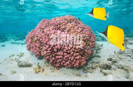 Bunte Unterwasserkoralle mit tropischen Fischen im Flachwasser, Pazifischer Ozean, Französisch-Polynesien Stockfoto