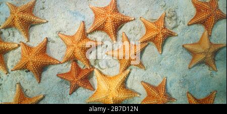 Meeressterne unter Wasser auf sandigem Grund von oben gesehen, karibisches Meer Stockfoto