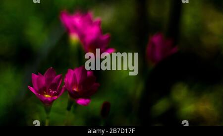 Selektive Fokussierung der rosafarbenen Zephyranthes Lily .pink Regenlilie Frühlingsblumen auf verschwommenem Naturbokeh-Hintergrund. Stockfoto