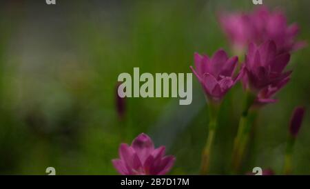 Selektive Fokussierung der rosafarbenen Zephyranthes Lily .pink Regenlilie Frühlingsblumen auf verschwommenem Naturbokeh-Hintergrund. Stockfoto