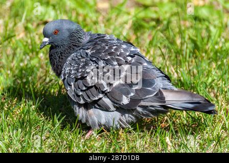 Blaugraue Taube schoss vor dem Hintergrund von grünem Gras in einem Stadtpark. Stockfoto