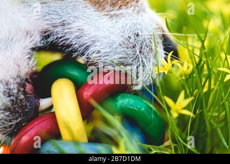 Nahaufnahme des Hundes, der mit farbenfrohem Ballspielzeug im frischen Frühlingsgras spielt Stockfoto