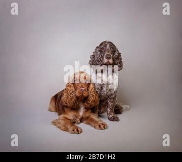 2 Cocker Spaniels Stockfoto