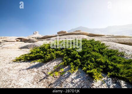 Der erloschene Vulkan Bektau Ata und Pflanzen sich auf dem Felsen in der Wüste Ostkasachs auf Stockfoto