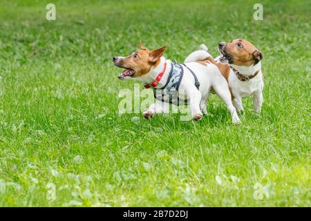 Zwei Hunde, die mit Energie spielen und in der Kindertagesbetreuung für Haustiere gesellig sind Stockfoto