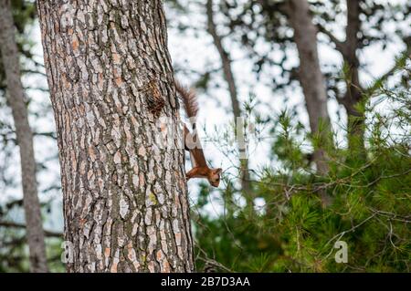 Rothörnchen, das von einer Kiefer im Wald herabkommt Stockfoto