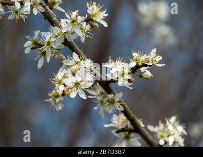 Nahaufnahme der weißen Schwarzdornblüte, Prunus spinosa, an einem Baumzweig im frühen Frühjahr Stockfoto