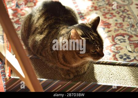 Katze liegt auf Kratzbrett Stockfoto