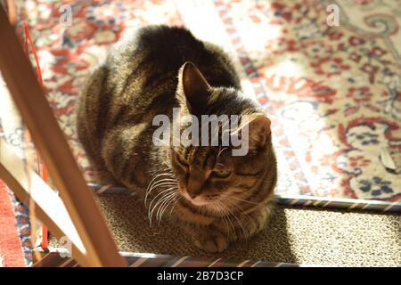 Katze liegt auf Kratzbrett Stockfoto