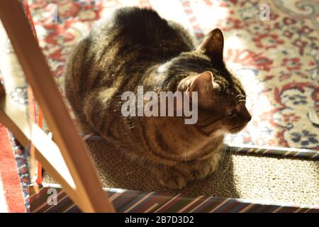 Katze liegt auf Kratzbrett Stockfoto