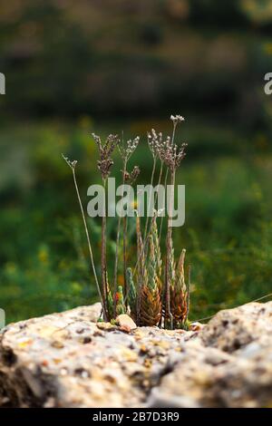 Pflanzen, die in einem Felsen wachsen Stockfoto