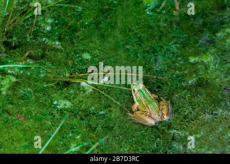 Grüner und brauner Frosch in einem Teich Stockfoto