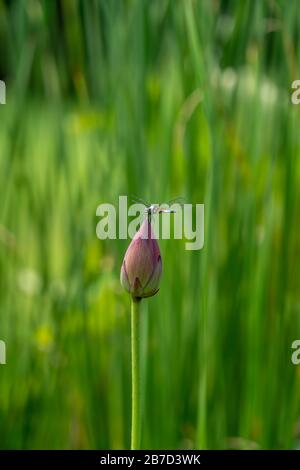 Dragonfly ruht auf einer rosafarbenen Seerose/lotusblume an einem schönen sonnigen Frühlingstag Stockfoto