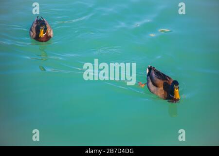 Weibliche Anas platyrhynchos im Wasser Stockfoto