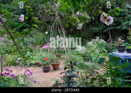 Blick auf den kleinen Garten mit New Dawn Rose, Geranien, Blumen in Blüte und süßen Erbsen im Juli Sommer in Carmarthenshire West Wales UK KATHY DEWITT Stockfoto