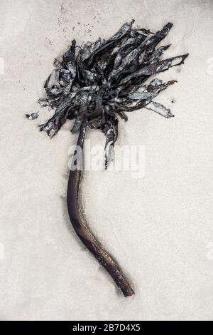 Eine vertikale Nahaufnahme eines auf dem Strandsand liegenden Seetangstückes, aufgenommen in Arniston, Südafrika. Stockfoto
