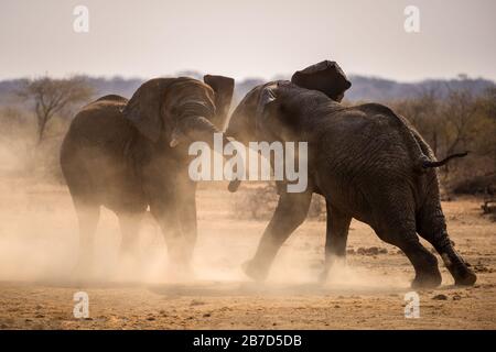 Ein dramatisches Foto von zwei Elefantenbullen, die um Territorium kämpfen und bei Sonnenuntergang Staub aufwirbeln, aufgenommen in der Madikwe Game Reserve, Südafrika. Stockfoto