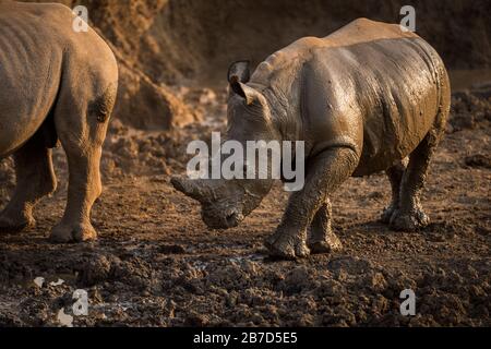 Ein wunderschönes Porträt eines nassen weißen Nashorns bei Sonnenuntergang, bedeckt mit Schlamm, aufgenommen in der Madikwe Game Reserve, Südafrika. Stockfoto