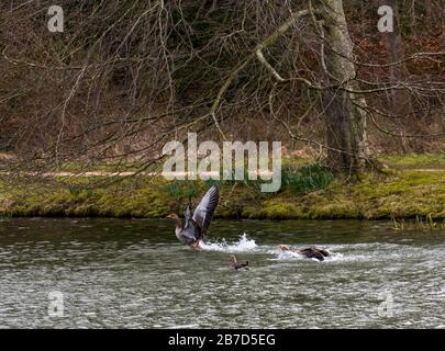 Gosford Estate, East Lothian, Schottland, Großbritannien. März 2020. UK Weather: Eine männliche Graylat-Gans jagt während der Paarungszeit ein weiteres Männchen im Wettbewerb um ein Weibchen Stockfoto