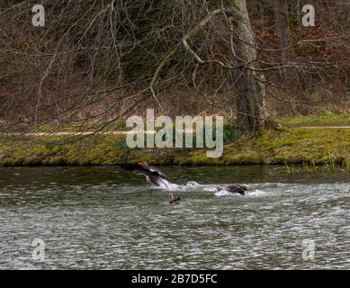 Gosford Estate, East Lothian, Schottland, Großbritannien. März 2020. UK Weather: Eine männliche Graylat-Gans jagt während der Paarungszeit ein weiteres Männchen im Wettbewerb um ein Weibchen Stockfoto