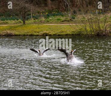 Gosford Estate, East Lothian, Schottland, Großbritannien. März 2020. UK Weather: Eine männliche Graylat-Gans jagt während der Paarungszeit ein weiteres Männchen im Wettbewerb um ein Weibchen Stockfoto
